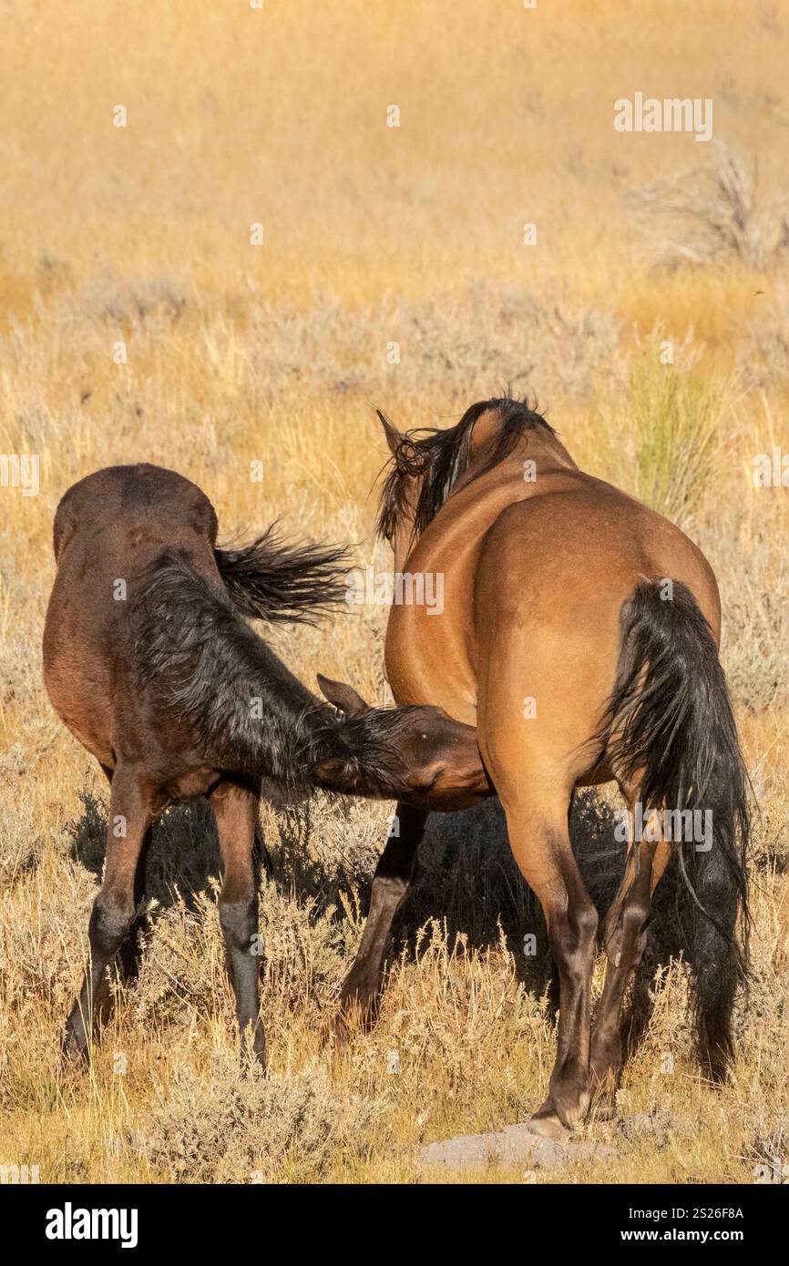 Wild Horse, Mustangs, American West, Kalifornien Stockfoto