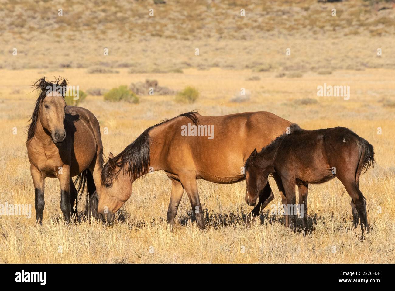 Wild Horse, Mustangs, American West, Kalifornien Stockfoto