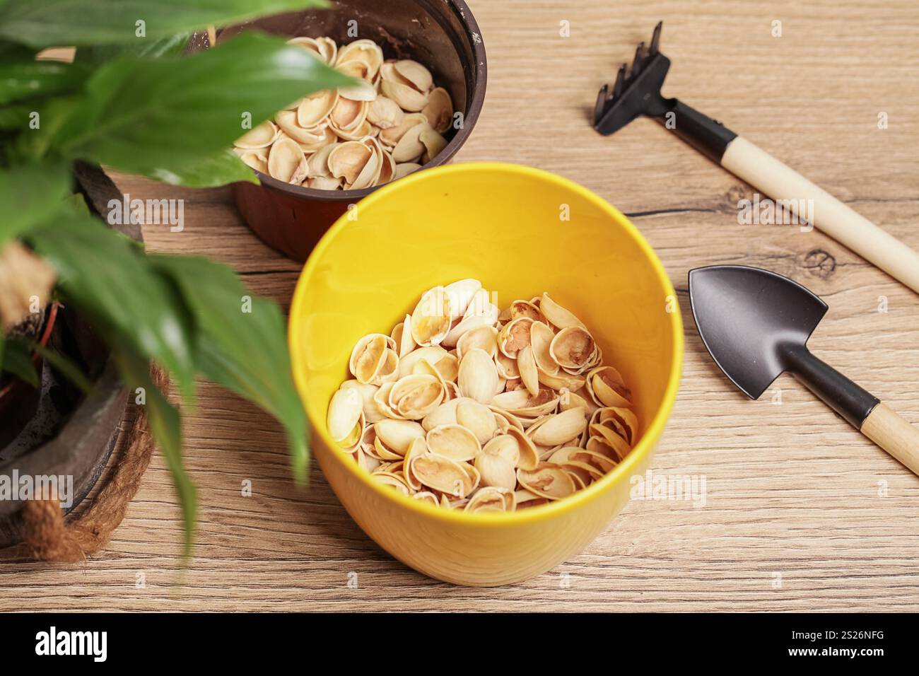 Pistazienschalen im Topf. Gartenentwässerung, Mulchboden Stockfoto