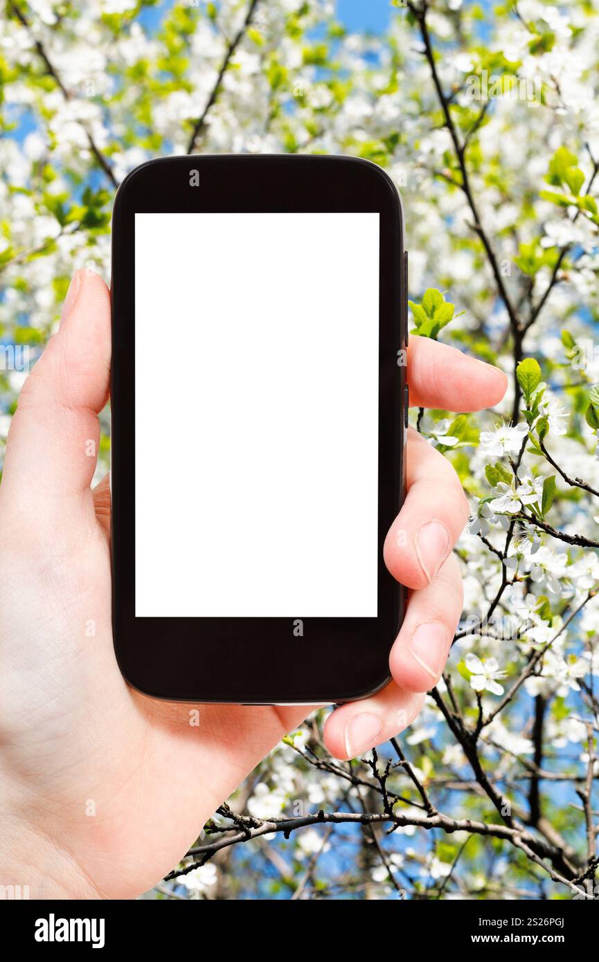 Konzept - Hand hält, das Smartphone mit Bildschirm und blühenden Apfelbaum auf Hintergrund ausschneiden zu reisen Stockfoto