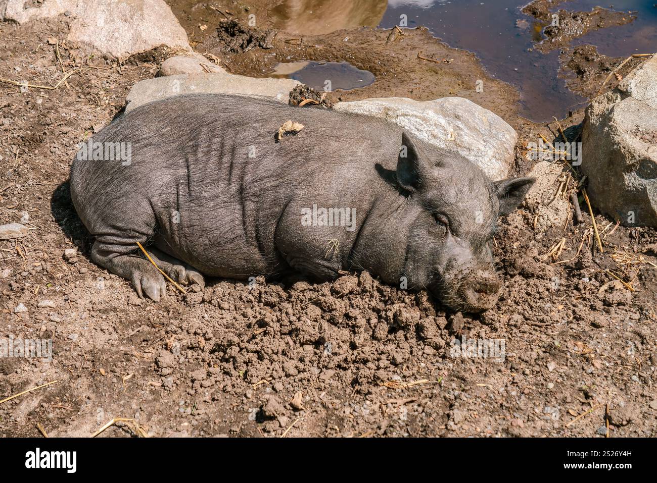 Großes schwarzes vietnamesisches Topfbauchschwein, das bequem im Schlamm liegt und einen sonnigen Tag genießt, während Sie sich neben einer kleinen Pfütze aus Wasser ausruhen und eine se ausstrahlen Stockfoto