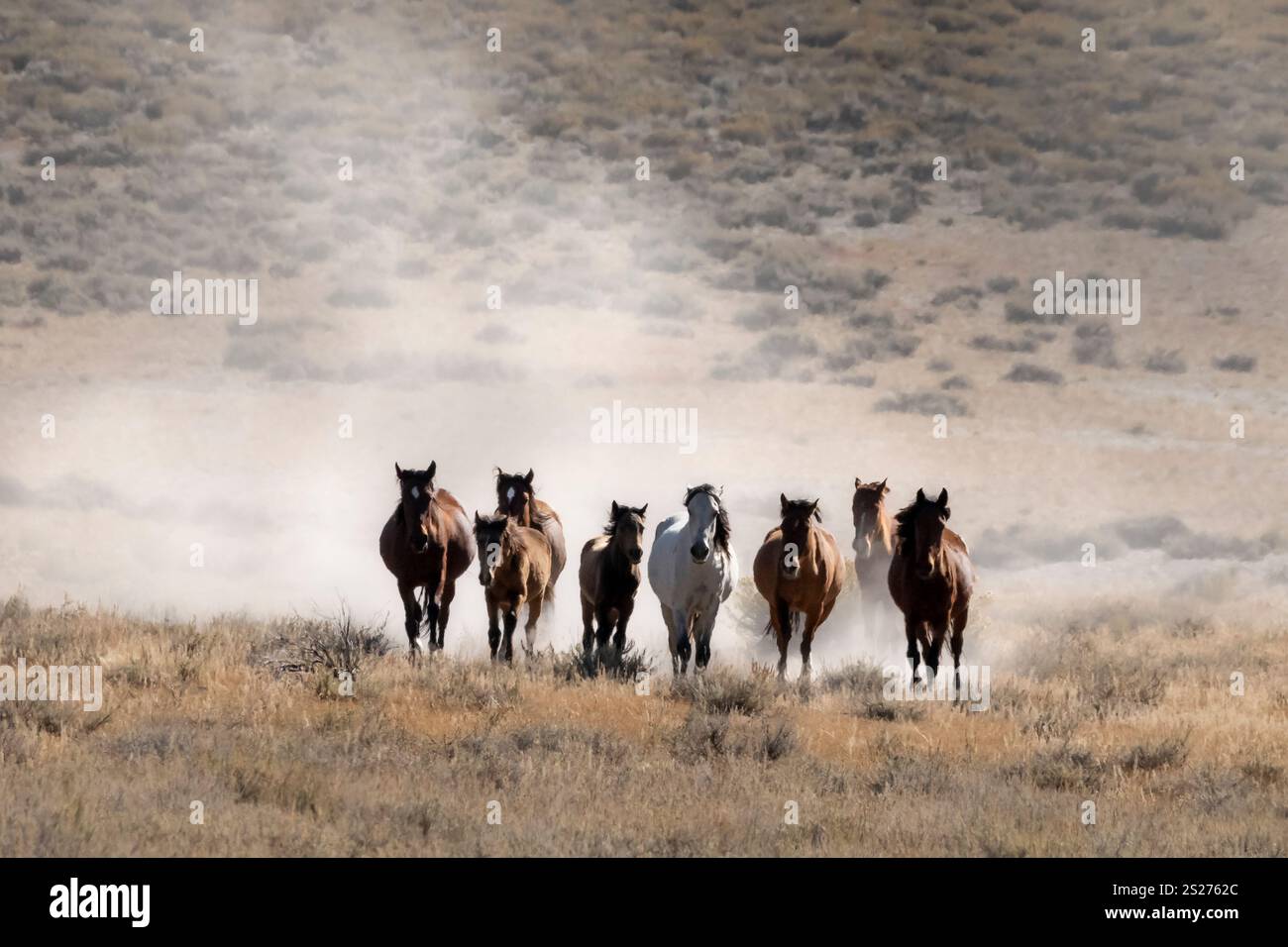 Wild Horse, Mustangs, American West, Kalifornien Stockfoto