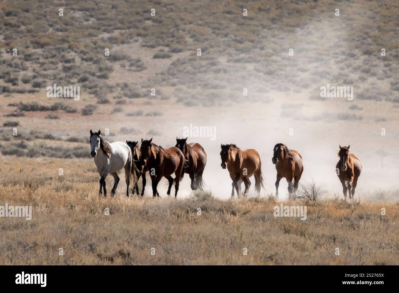 Wild Horse, Mustangs, American West, Kalifornien Stockfoto