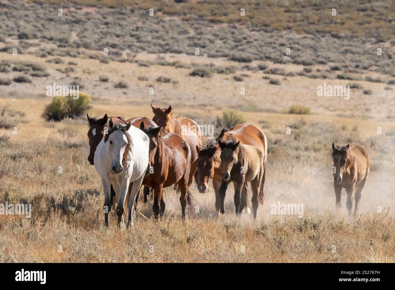 Wild Horse, Mustangs, American West, Kalifornien Stockfoto