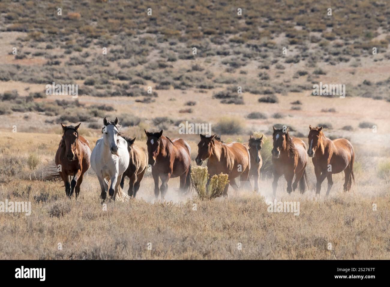 Wild Horse, Mustangs, American West, Kalifornien Stockfoto