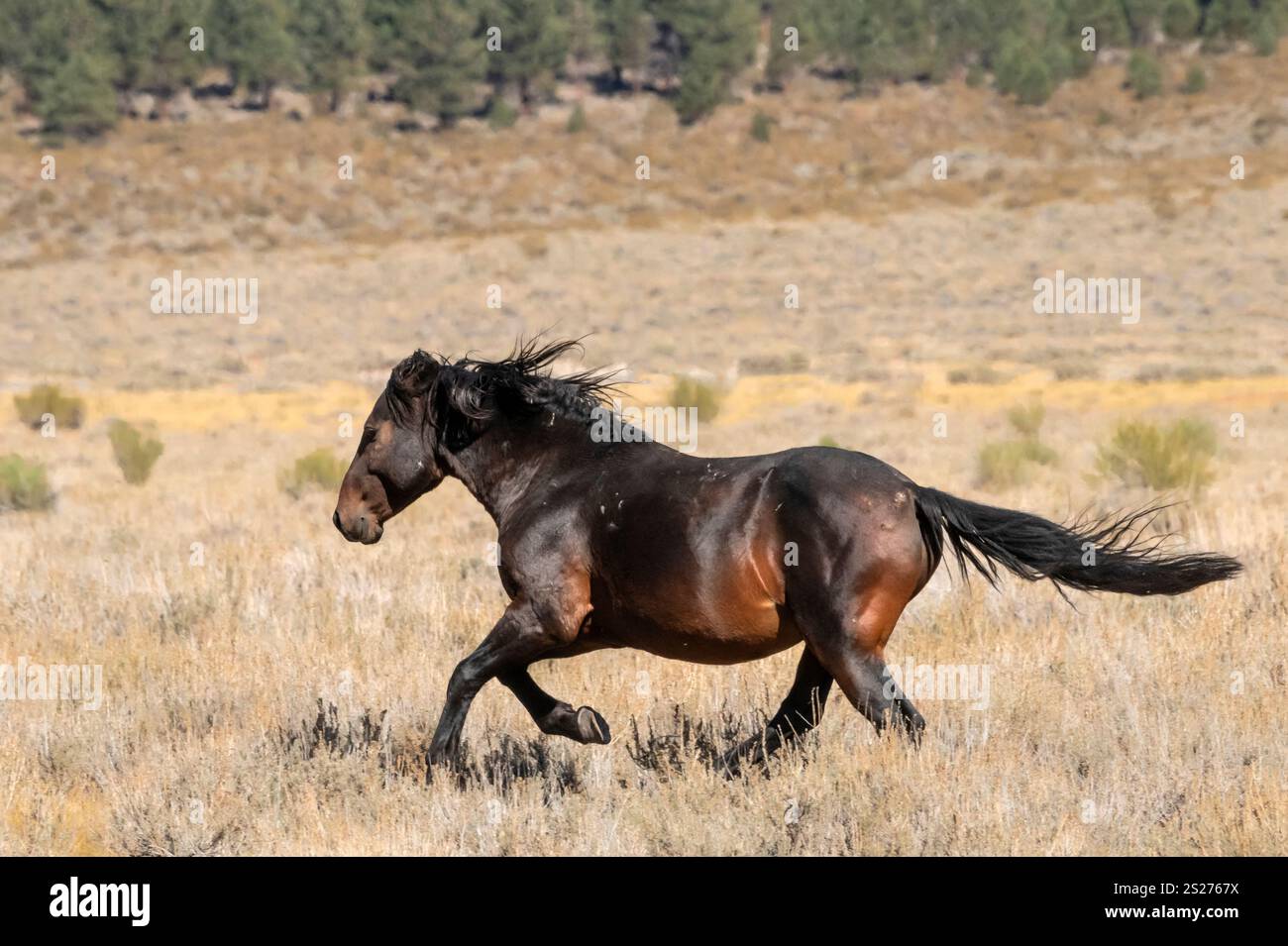 Wild Horse, Mustangs, American West, Kalifornien Stockfoto