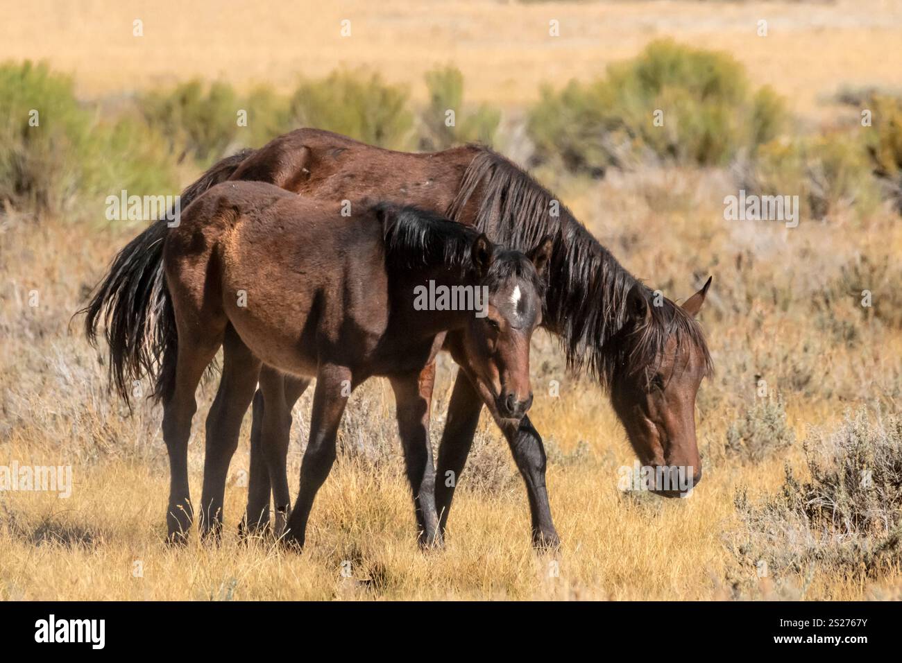 Wild Horse, Mustangs, American West, Kalifornien Stockfoto