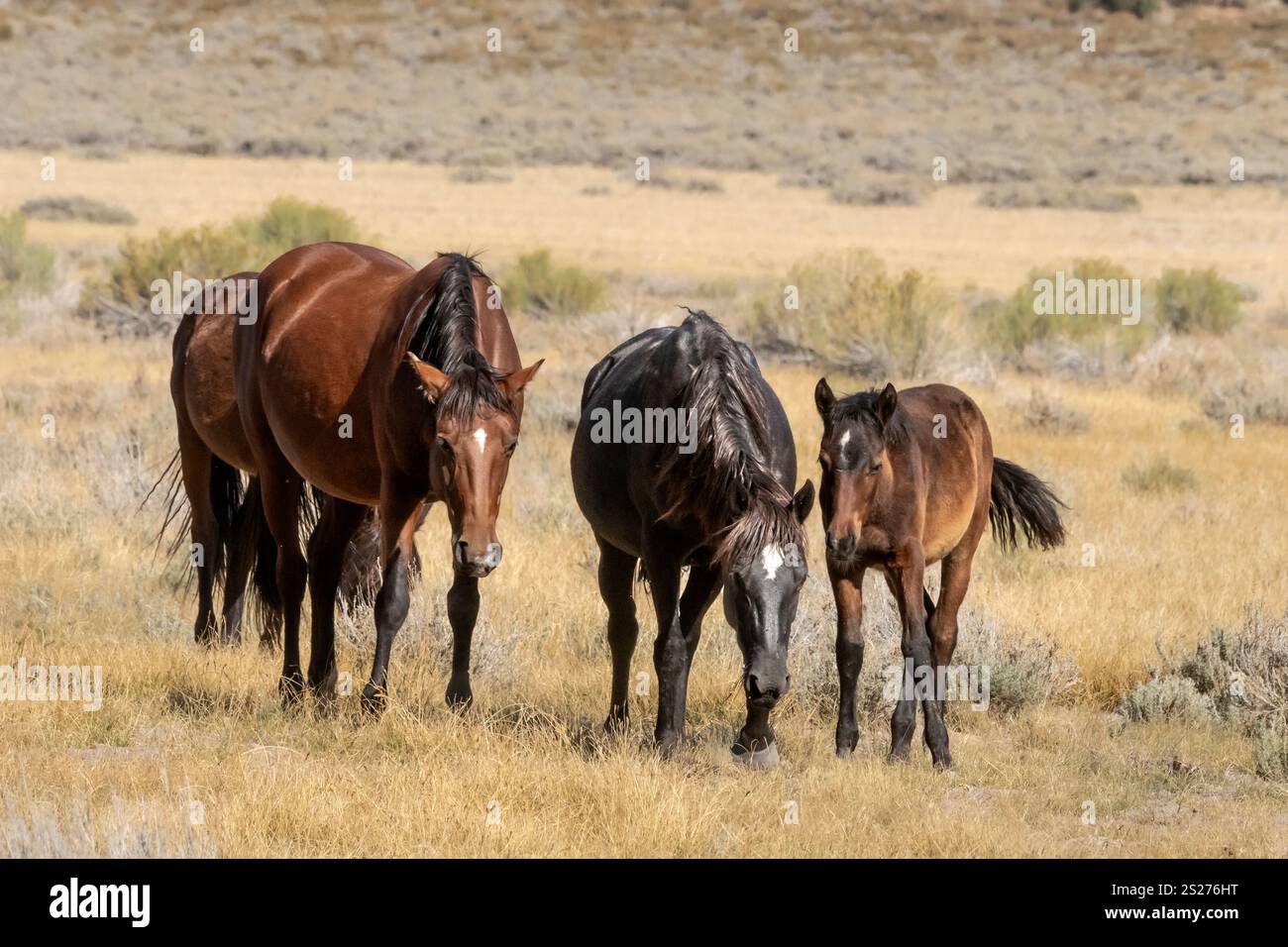 Wild Horse, Mustangs, American West, Kalifornien Stockfoto