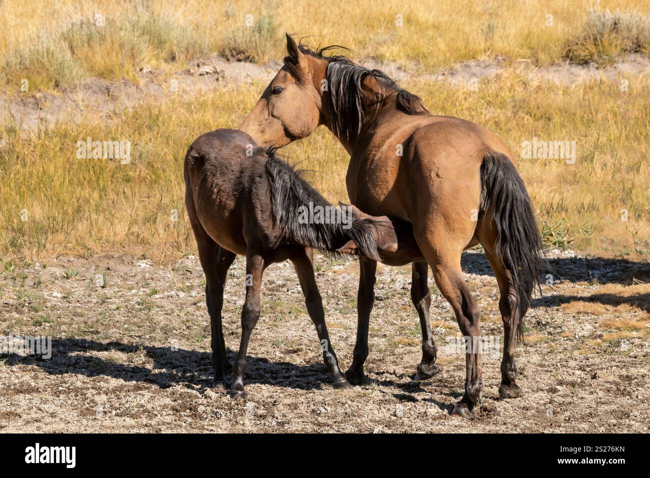 Wild Horse, Mustangs, American West, Kalifornien Stockfoto