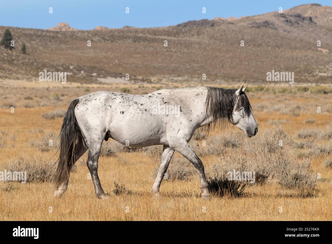 Wild Horse, Mustangs, American West, Kalifornien Stockfoto