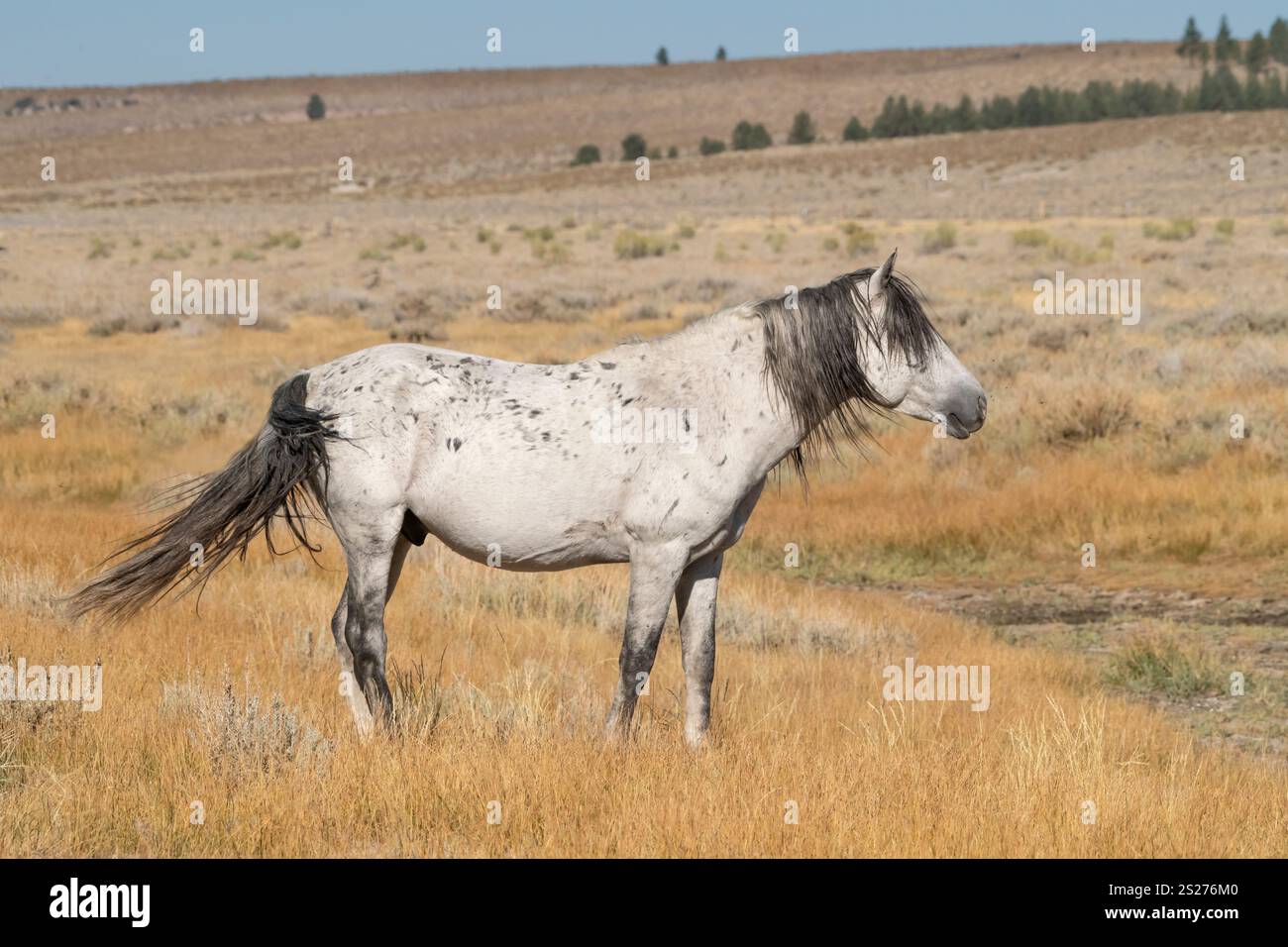 Wild Horse, Mustangs, American West, Kalifornien Stockfoto