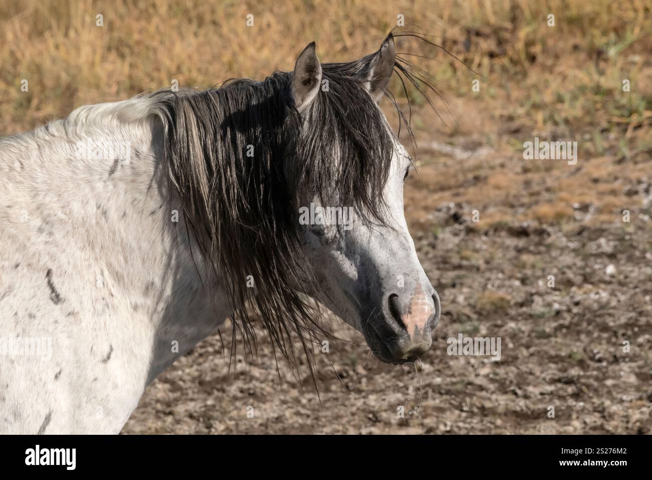 Wild Horse, Mustangs, American West, Kalifornien Stockfoto