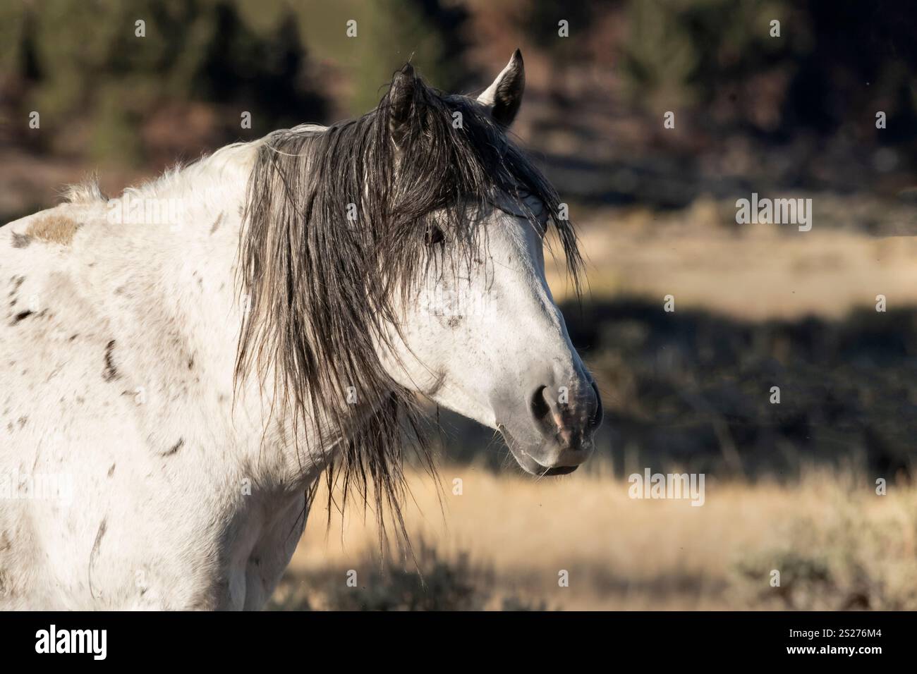 Wild Horse, Mustangs, American West, Kalifornien Stockfoto