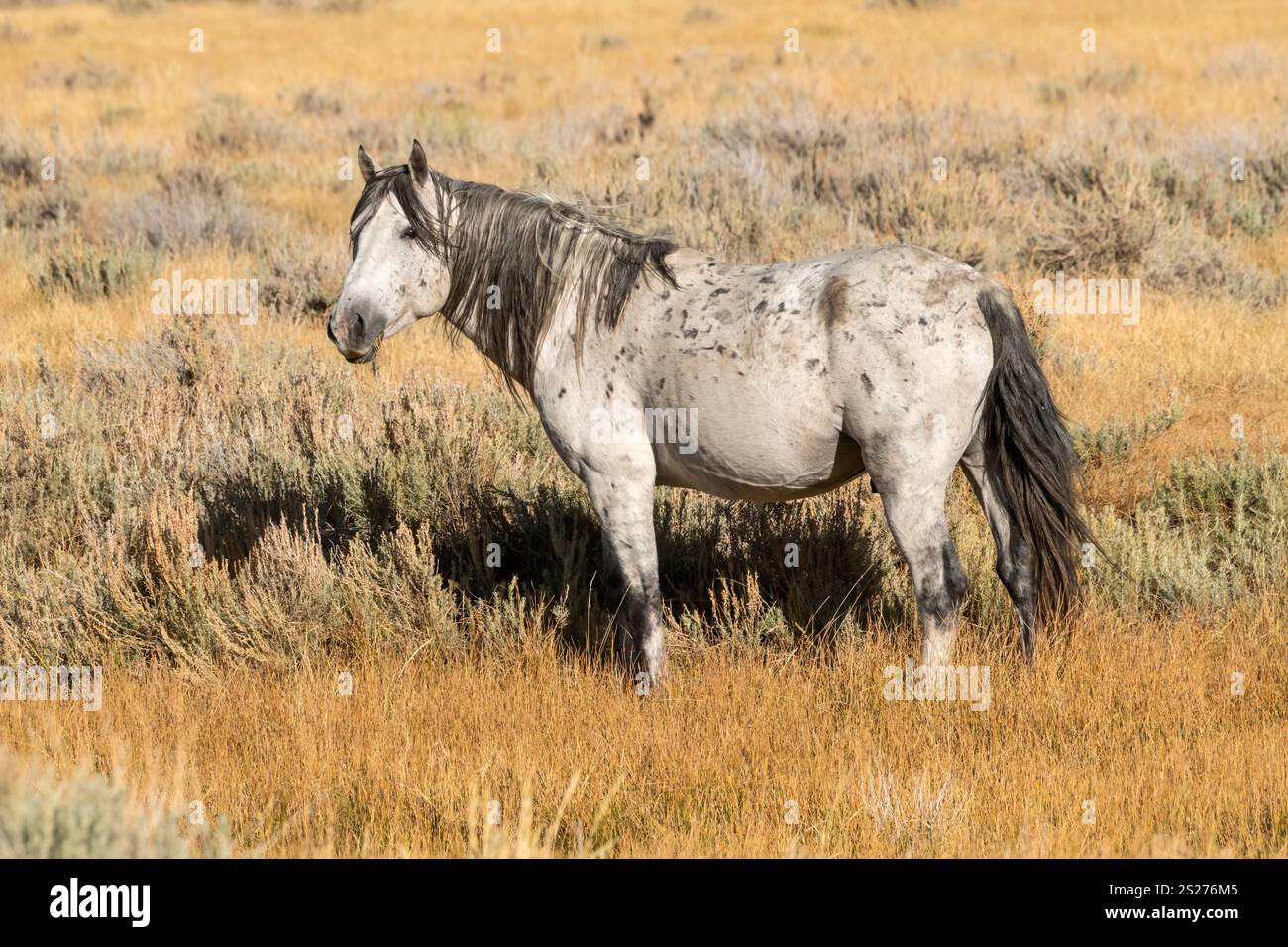 Wild Horse, Mustangs, American West, Kalifornien Stockfoto