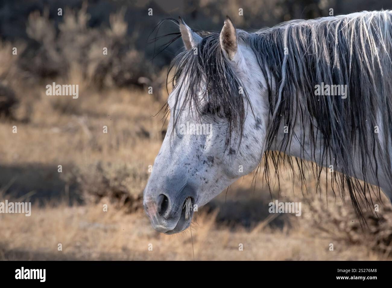Wild Horse, Mustangs, American West, Kalifornien Stockfoto