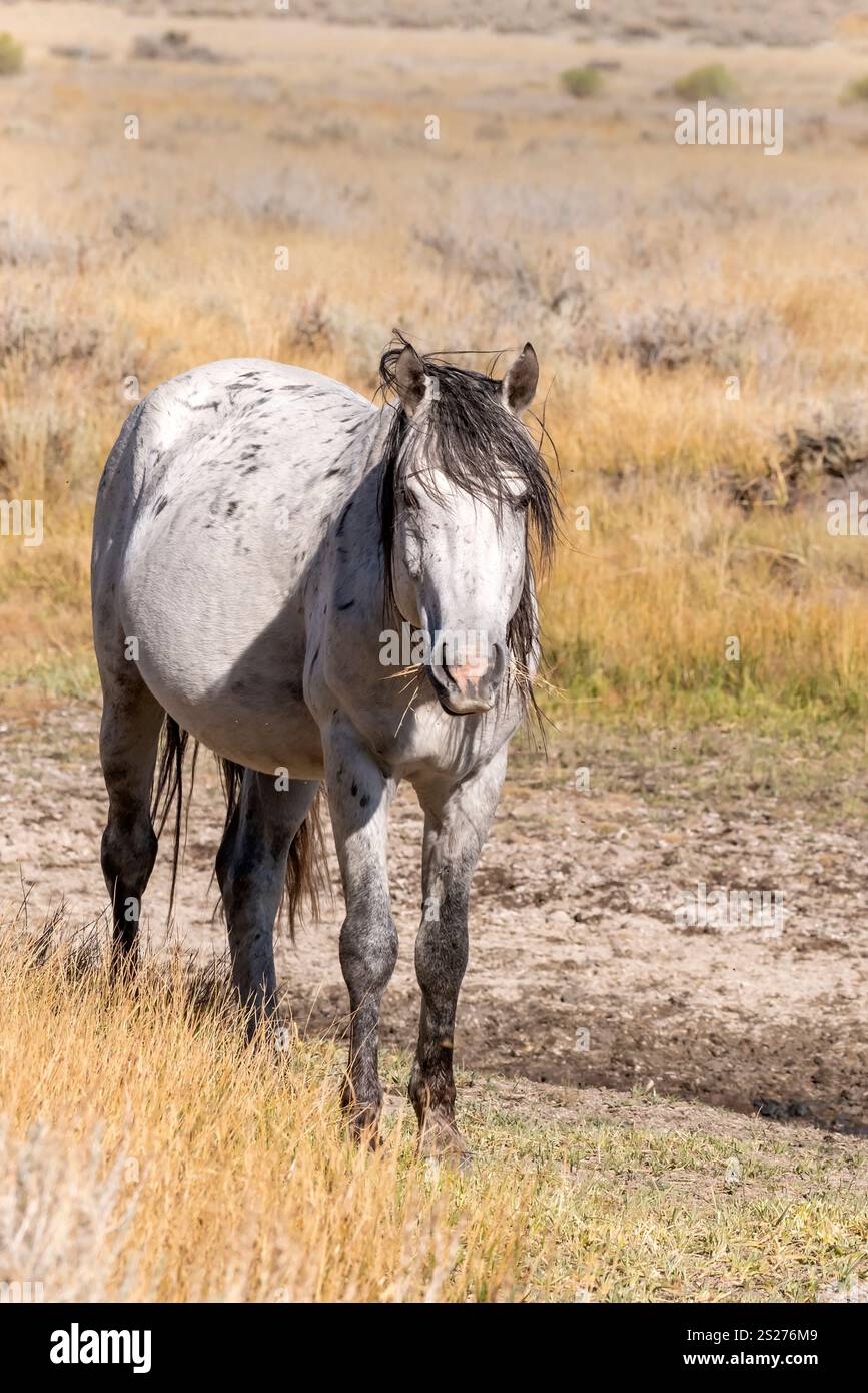 Wild Horse, Mustangs, American West, Kalifornien Stockfoto