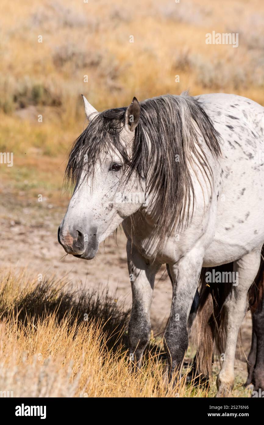 Wild Horse, Mustangs, American West, Kalifornien Stockfoto