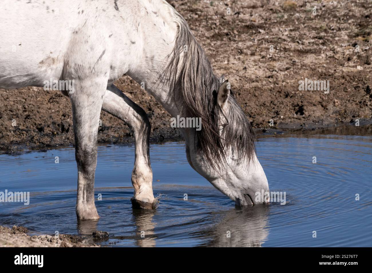 Wild Horse, Mustangs, American West, Kalifornien Stockfoto