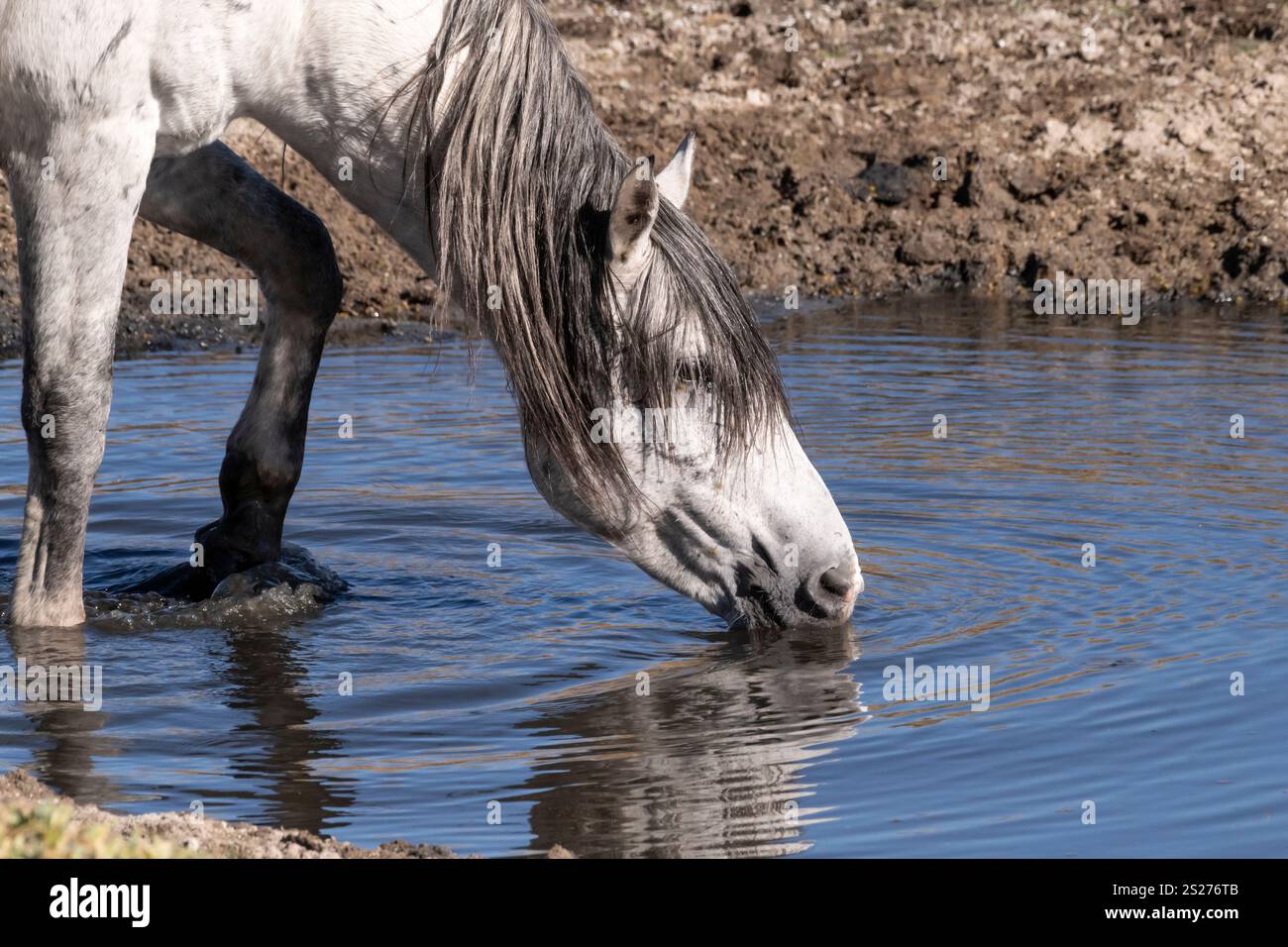 Wild Horse, Mustangs, American West, Kalifornien Stockfoto