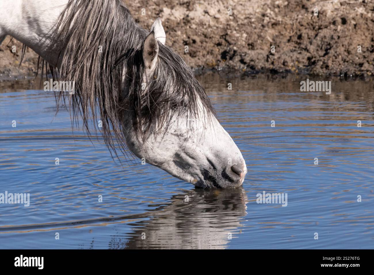 Wild Horse, Mustangs, American West, Kalifornien Stockfoto