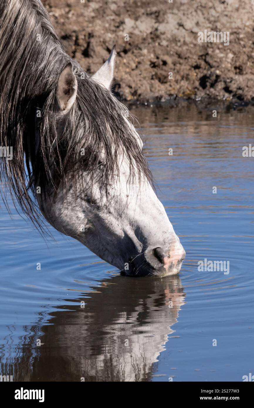 Wild Horse, Mustangs, American West, Kalifornien Stockfoto