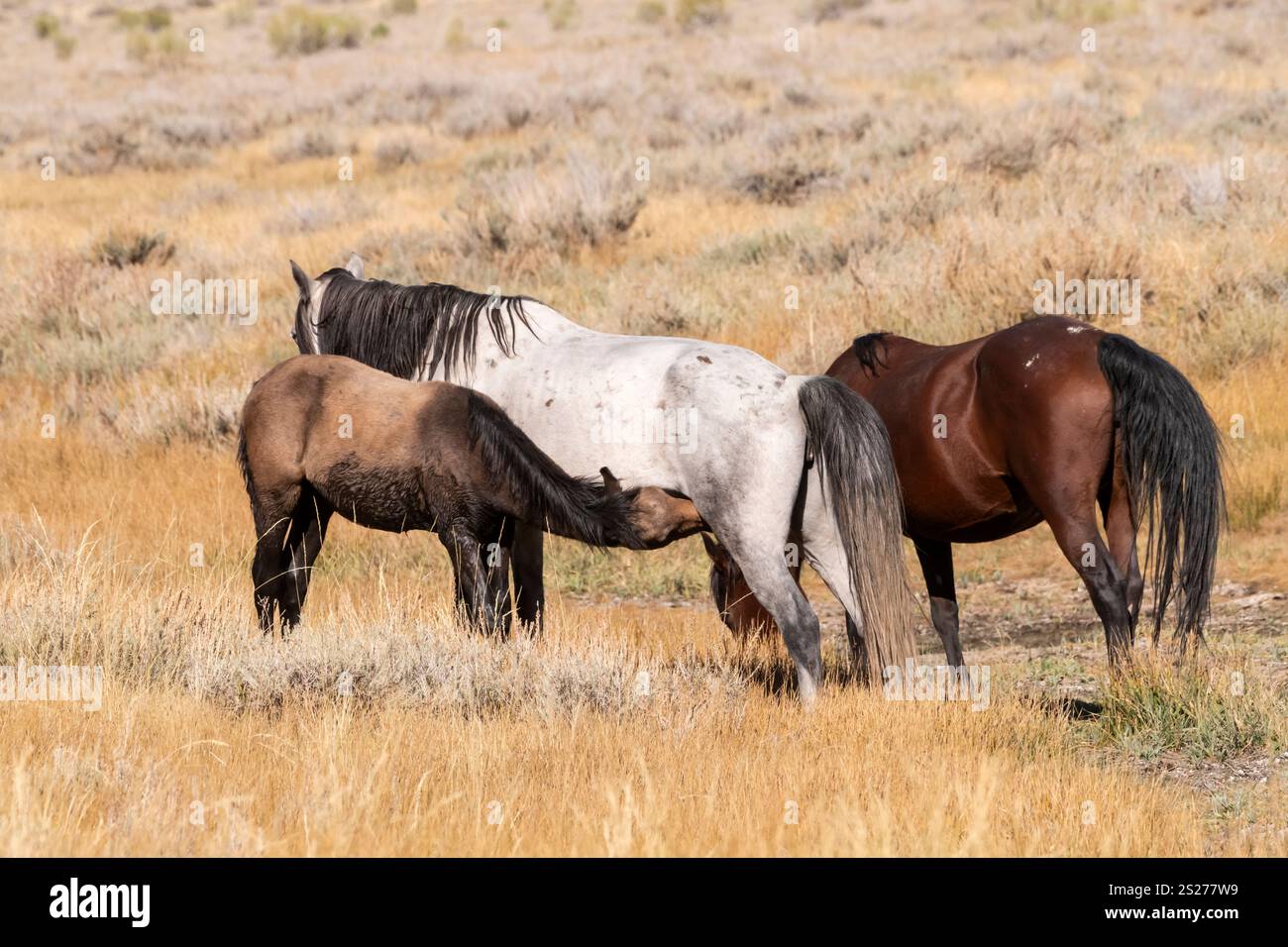 Wild Horse, Mustangs, American West, Kalifornien Stockfoto