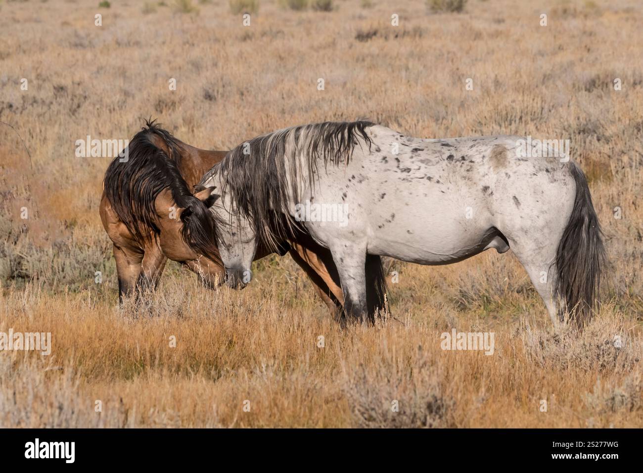 Wild Horse, Mustangs, American West, Kalifornien Stockfoto