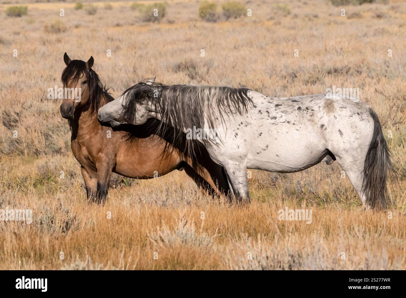 Wild Horse, Mustangs, American West, Kalifornien Stockfoto