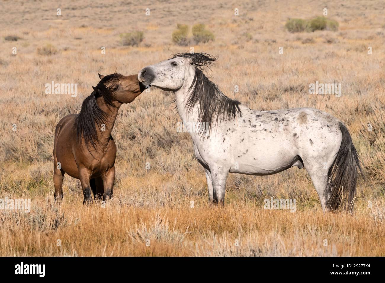Wild Horse, Mustangs, American West, Kalifornien Stockfoto