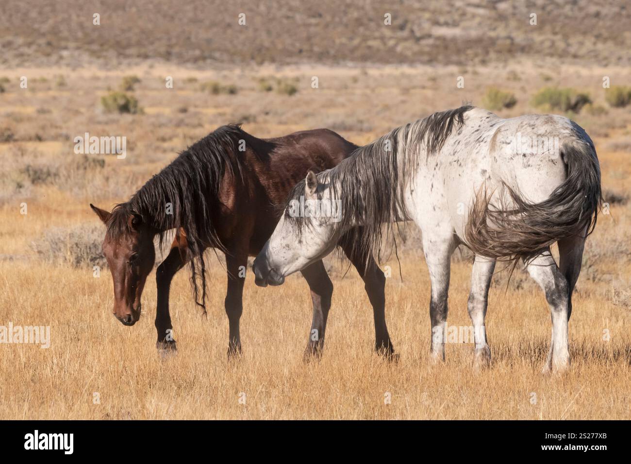 Wild Horse, Mustangs, American West, Kalifornien Stockfoto