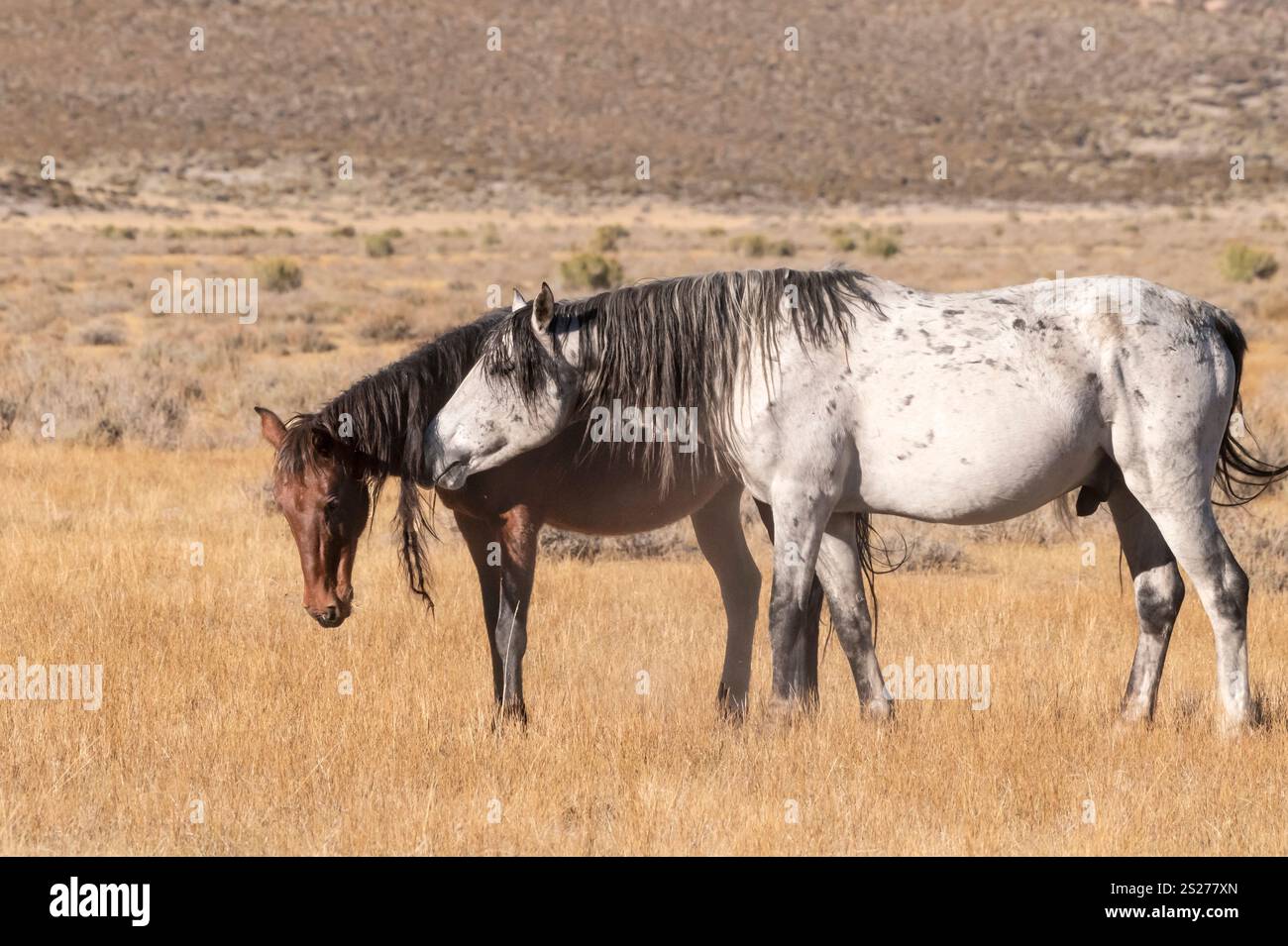 Wild Horse, Mustangs, American West, Kalifornien Stockfoto