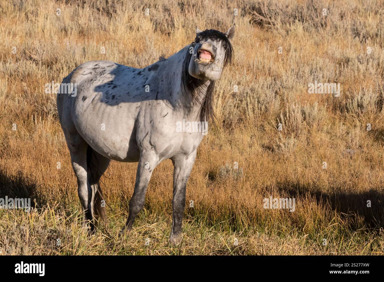 Wild Horse, Mustangs, American West, Kalifornien Stockfoto
