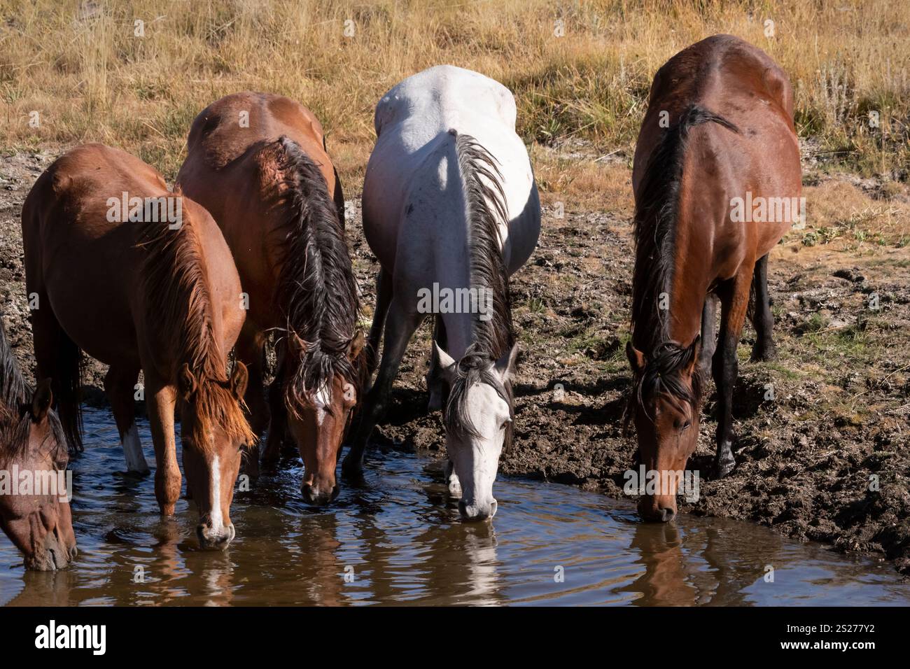 Wild Horse, Mustangs, American West, Kalifornien Stockfoto