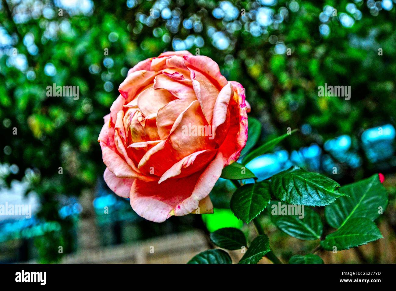 Großaufnahme einer orangen Rose in einem pariser Park, mit Blättern. Stockfoto