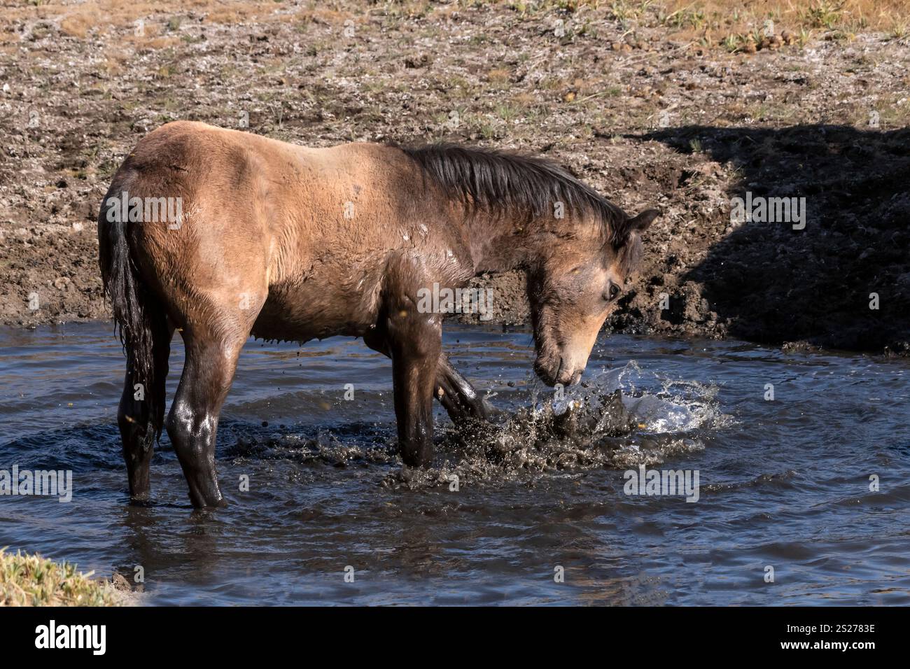 Wild Horse, Mustangs, American West, Kalifornien Stockfoto