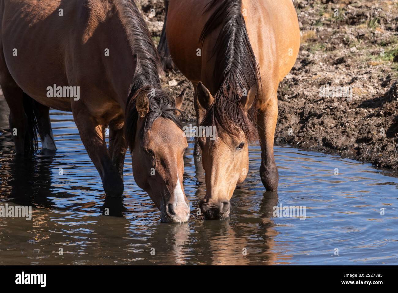 Wild Horse, Mustangs, American West, Kalifornien Stockfoto