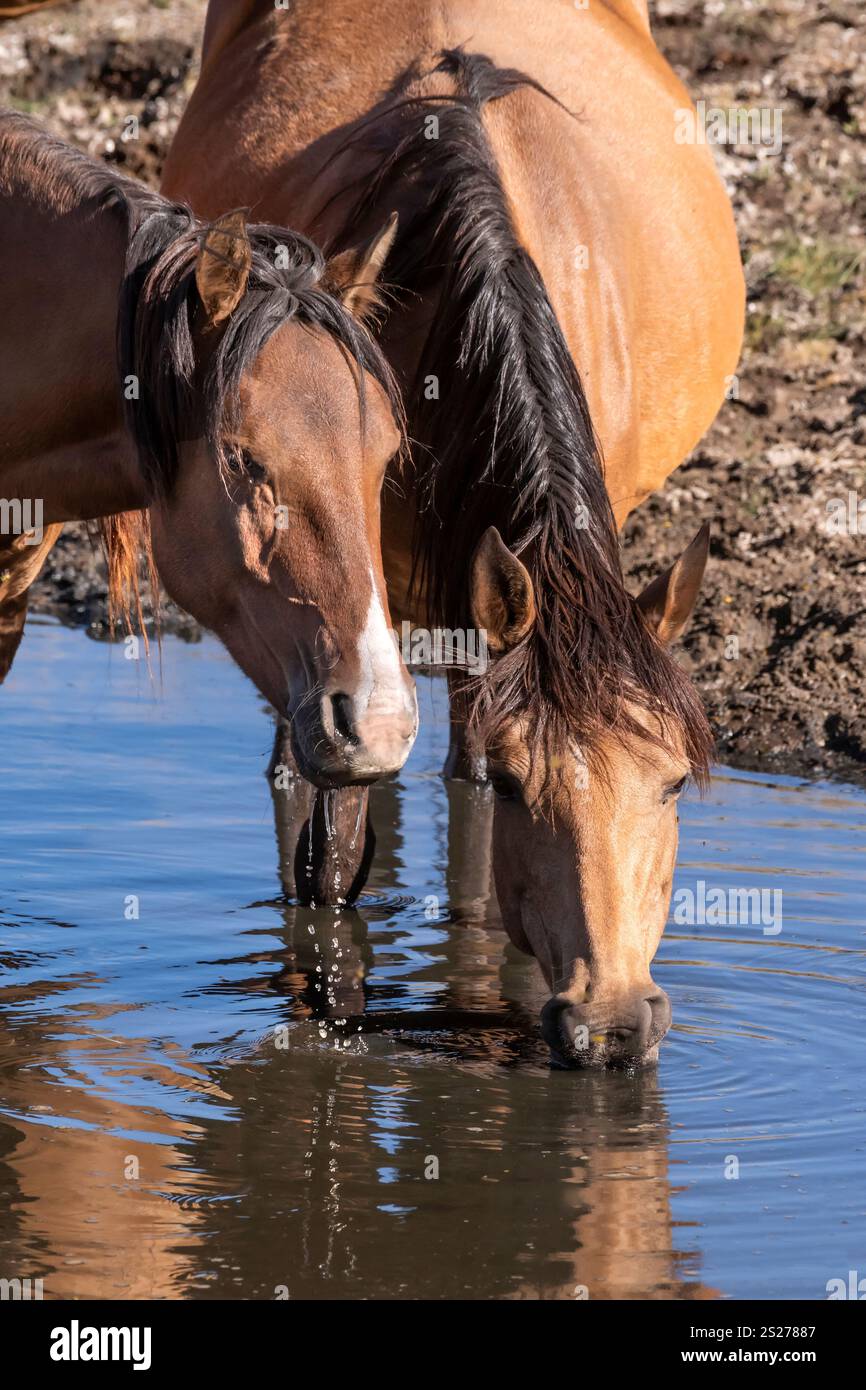 Wild Horse, Mustangs, American West, Kalifornien Stockfoto