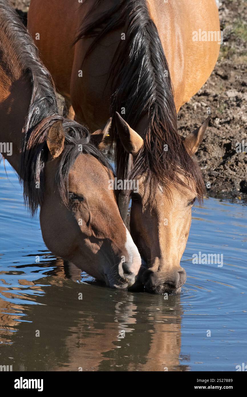 Wild Horse, Mustangs, American West, Kalifornien Stockfoto
