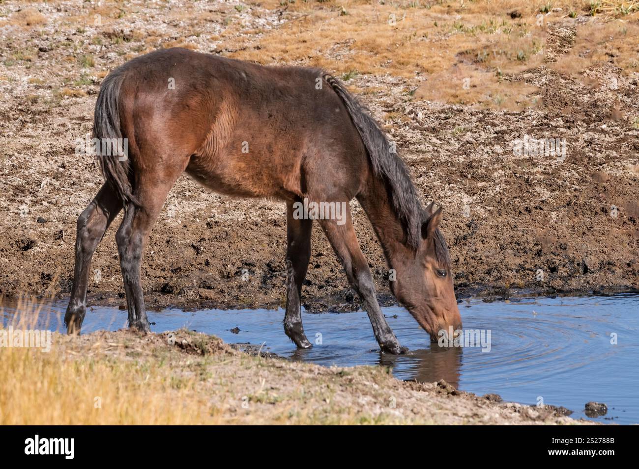 Wild Horse, Mustangs, American West, Kalifornien Stockfoto