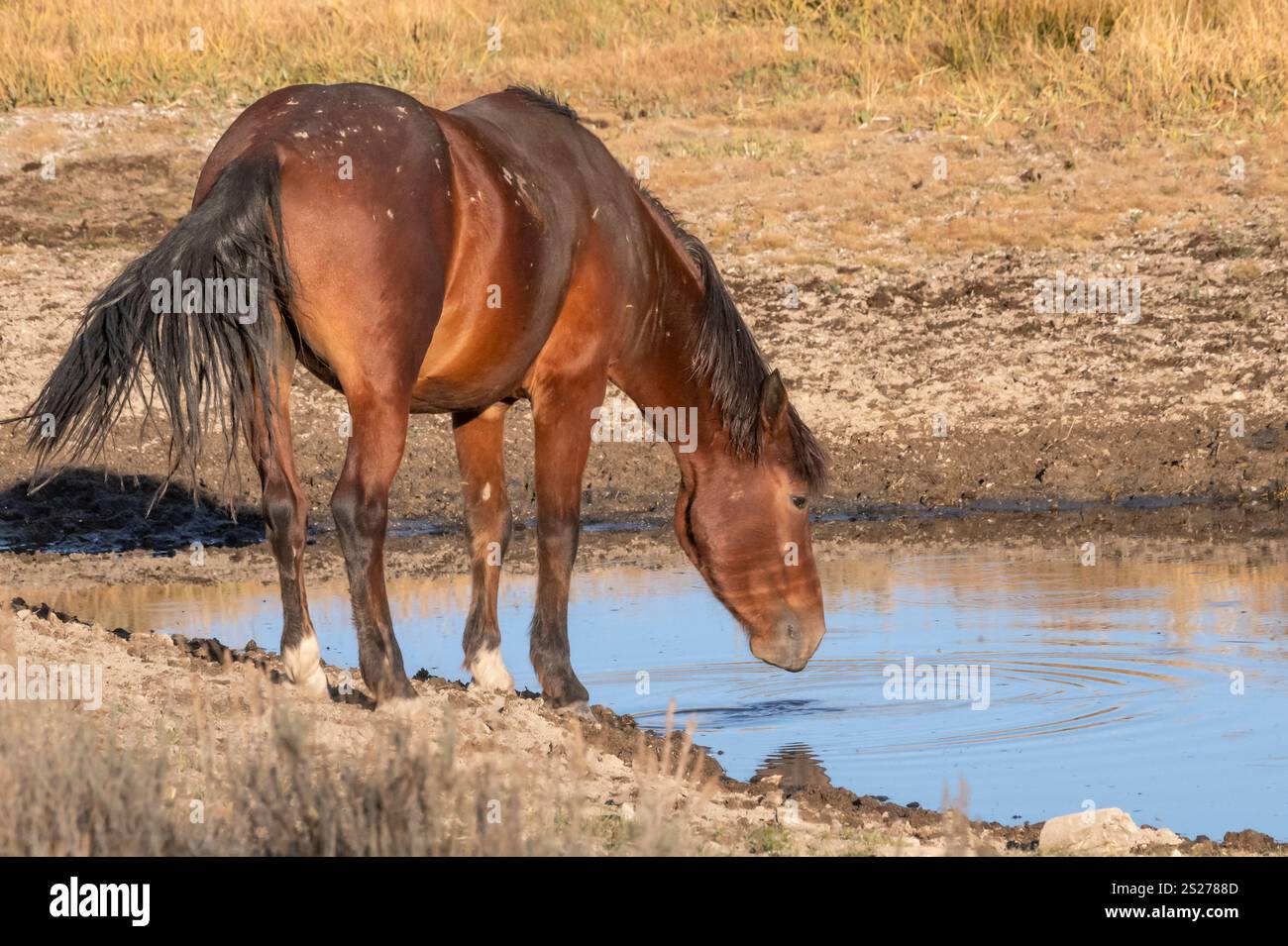 Wild Horse, Mustangs, American West, Kalifornien Stockfoto