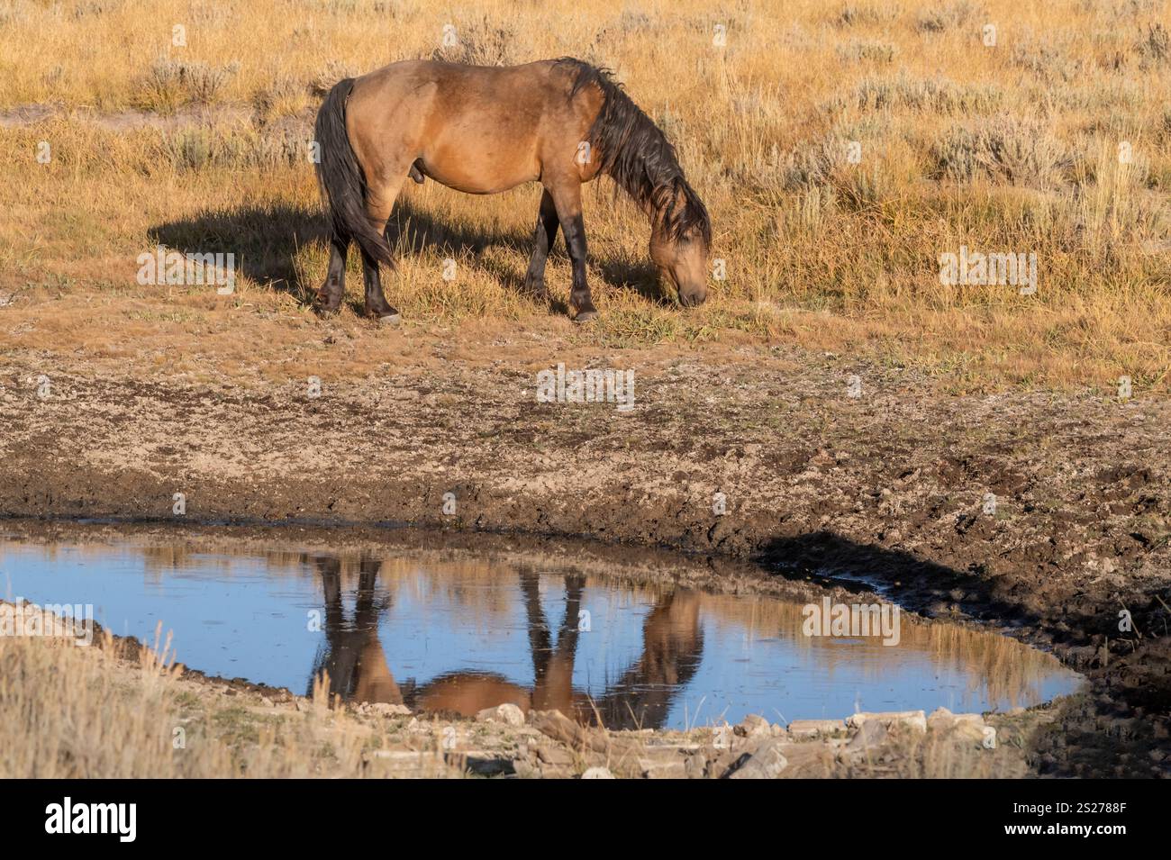 Wild Horse, Mustangs, American West, Kalifornien Stockfoto