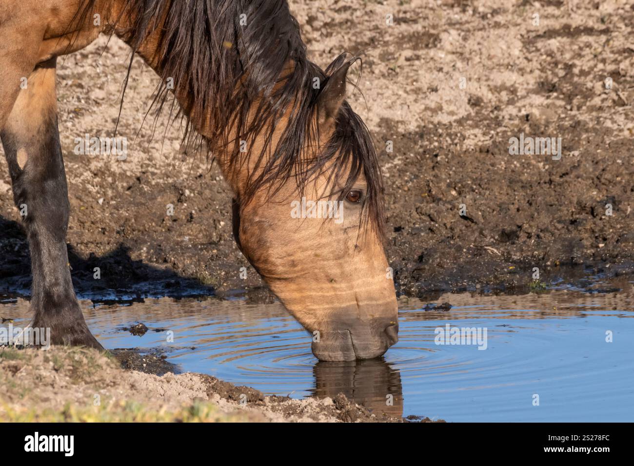 Wild Horse, Mustangs, American West, Kalifornien Stockfoto