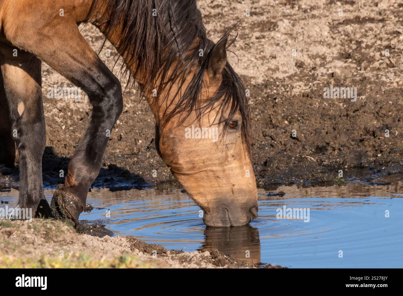 Wild Horse, Mustangs, American West, Kalifornien Stockfoto