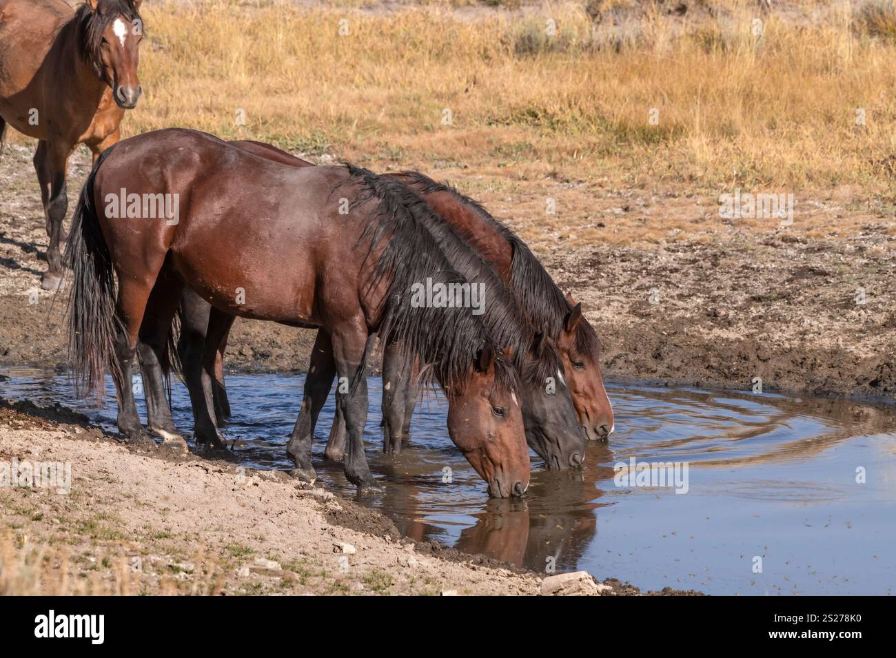 Wild Horse, Mustangs, American West, Kalifornien Stockfoto