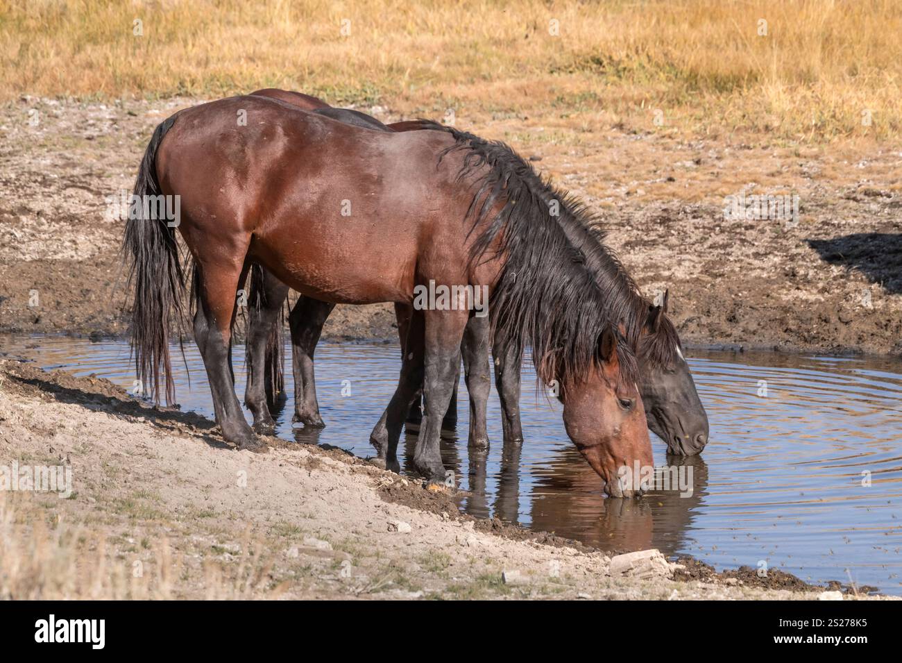 Wild Horse, Mustangs, American West, Kalifornien Stockfoto