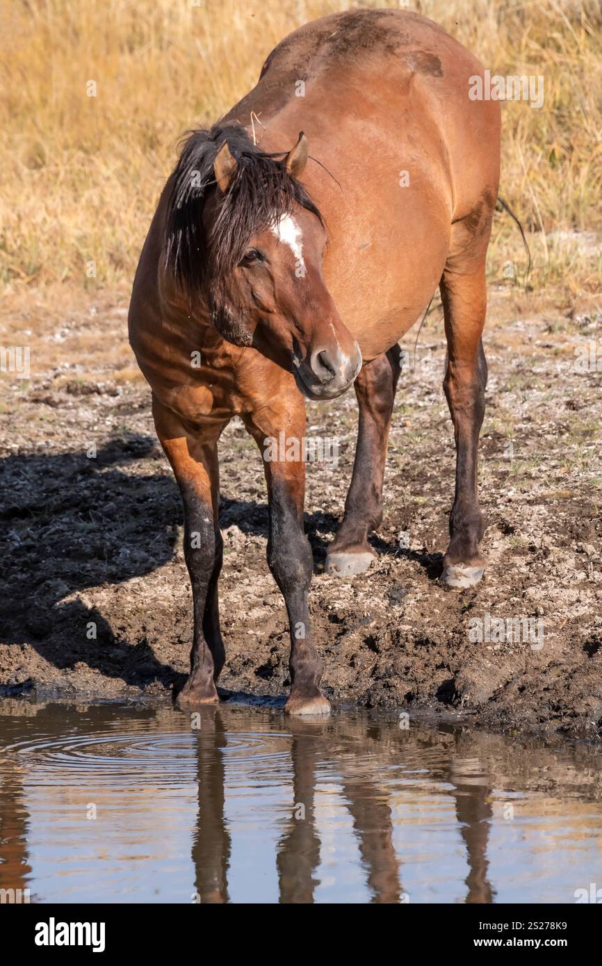 Wild Horse, Mustangs, American West, Kalifornien Stockfoto