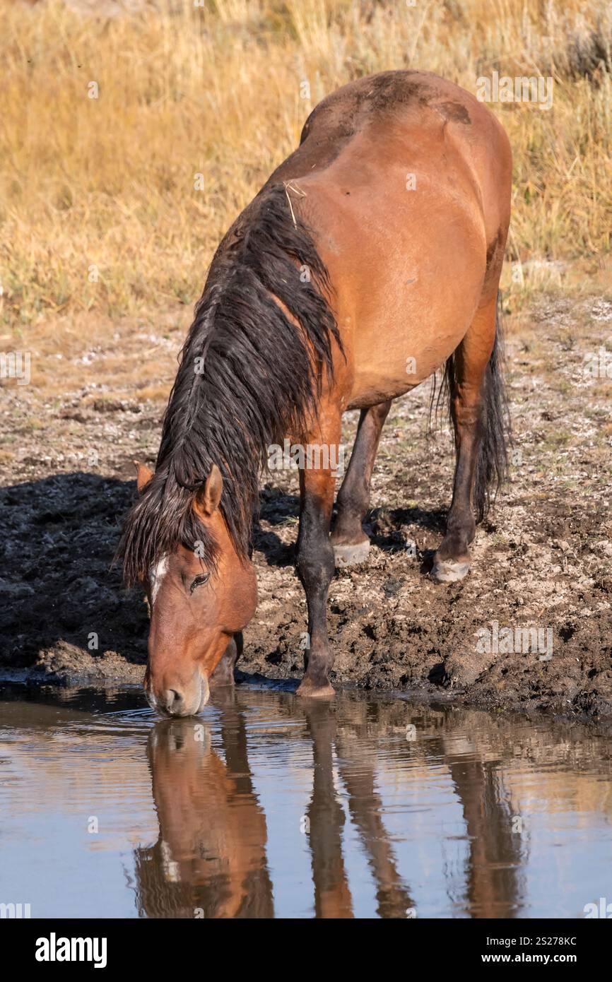 Wild Horse, Mustangs, American West, Kalifornien Stockfoto