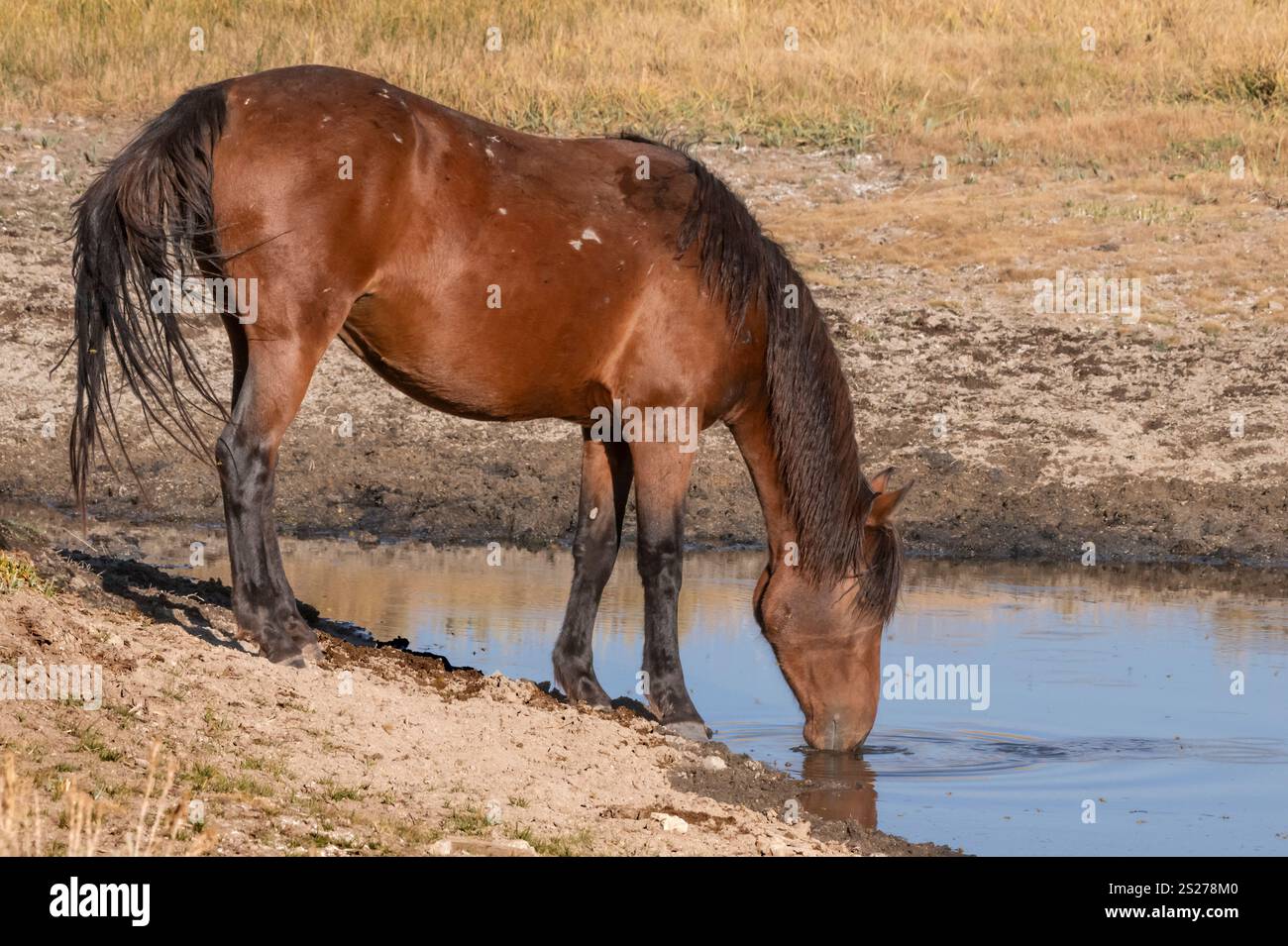 Wild Horse, Mustangs, American West, Kalifornien Stockfoto