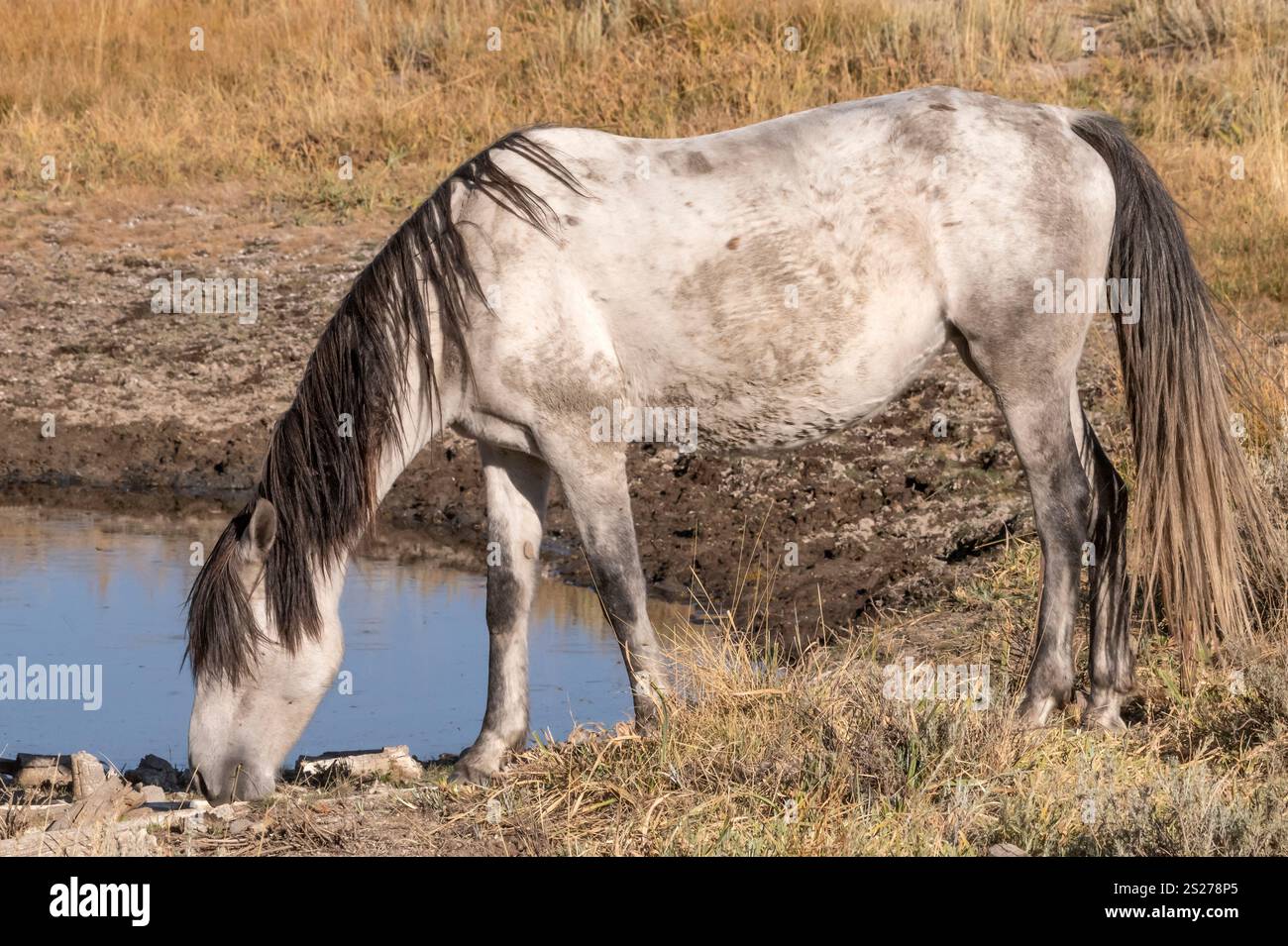 Wild Horse, Mustangs, American West, Kalifornien Stockfoto