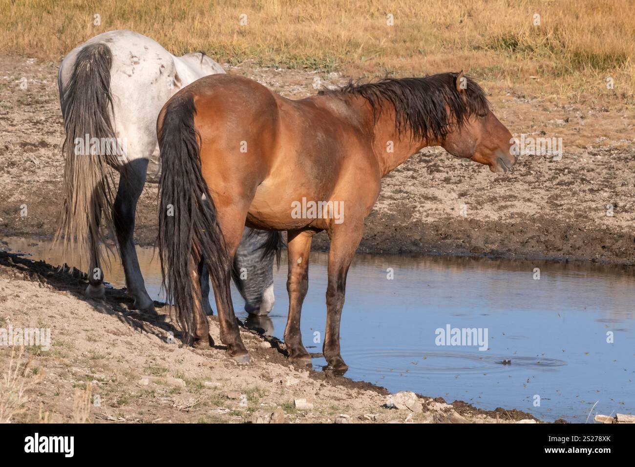 Wild Horse, Mustangs, American West, Kalifornien Stockfoto